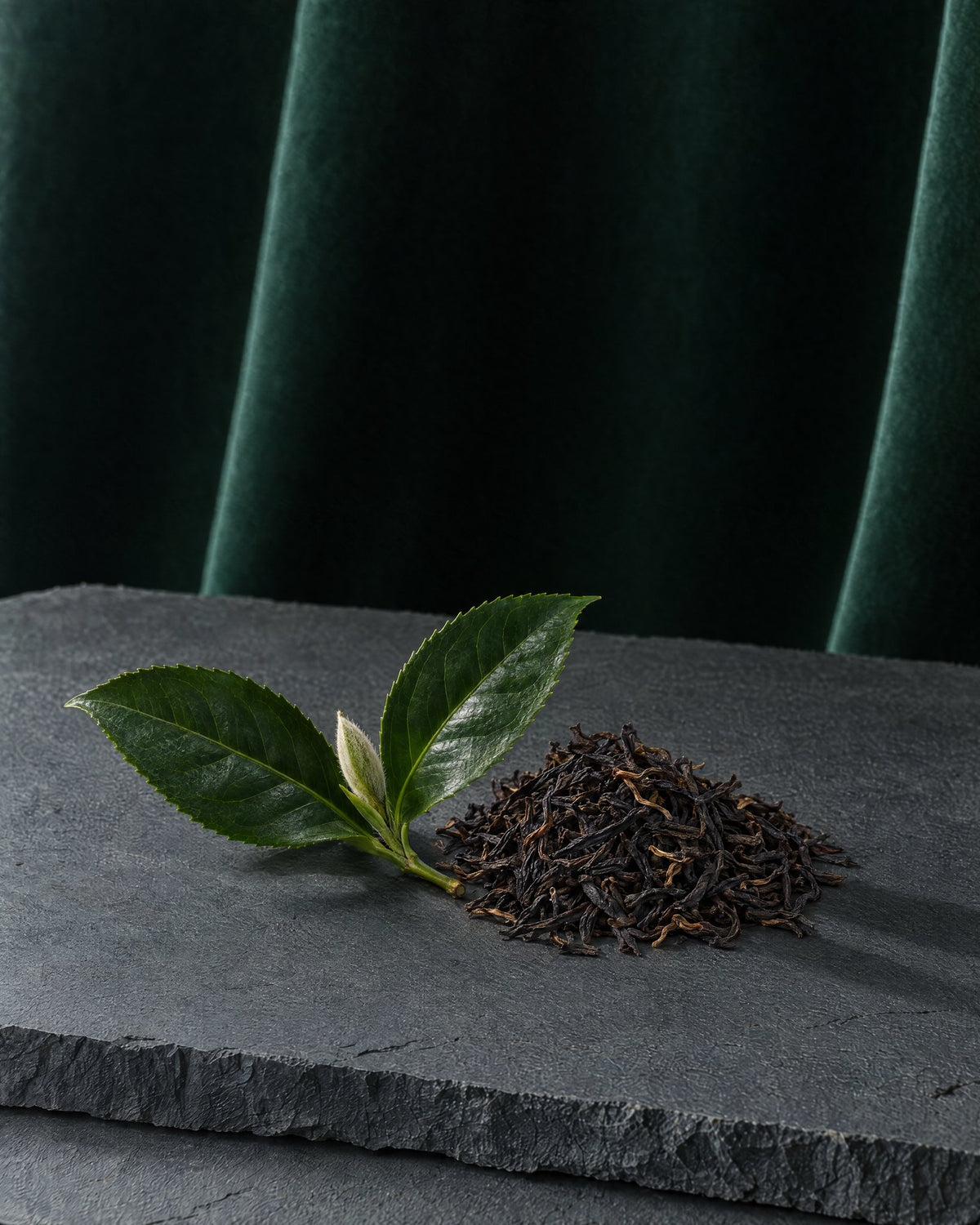 A fresh tea sprig with two leaves and a bud beside a mound of dry black tea on a slab of slate, deep green velvet behind