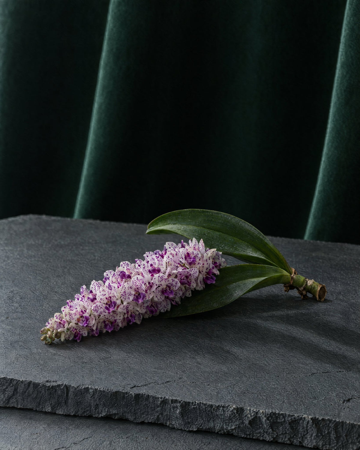 A cut cluster of foxtail orchid, white flowers spotted violet, laid on a slab of slate with deep green velvet behind